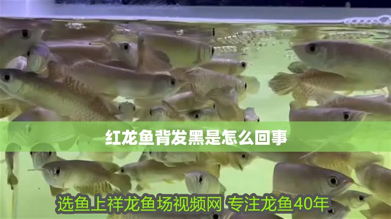 紅龍魚背發黑是怎么回事