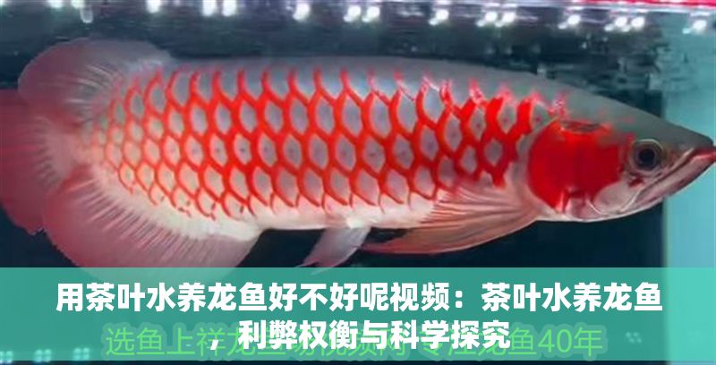 用茶葉水養龍魚好不好呢視頻：茶葉水養龍魚，利弊權衡與科學探究