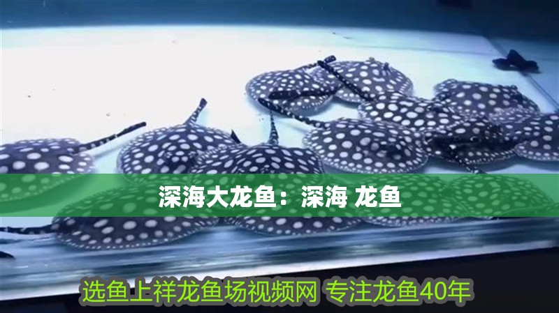 深海大龍魚：深海 龍魚