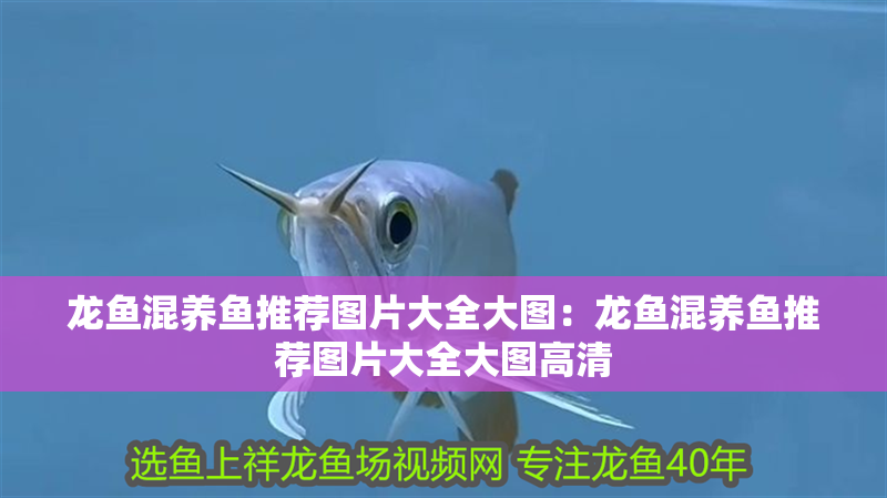 龍魚(yú)混養(yǎng)魚(yú)推薦圖片大全大圖:龍魚(yú)混養(yǎng)魚(yú)推薦圖片大全大圖高清 水族問(wèn)答 龍魚(yú)混養(yǎng)魚(yú)推薦圖片大全大圖:龍魚(yú)混養(yǎng)魚(yú)推薦圖片大全大圖高清 龍魚(yú)混養(yǎng)魚(yú)推薦圖片大全大圖:龍魚(yú)混養(yǎng)魚(yú)推薦圖片大全大圖高清 水族問(wèn)答