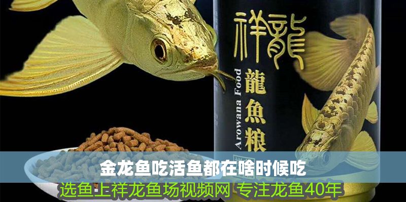 金龍魚吃活魚都在啥時候吃