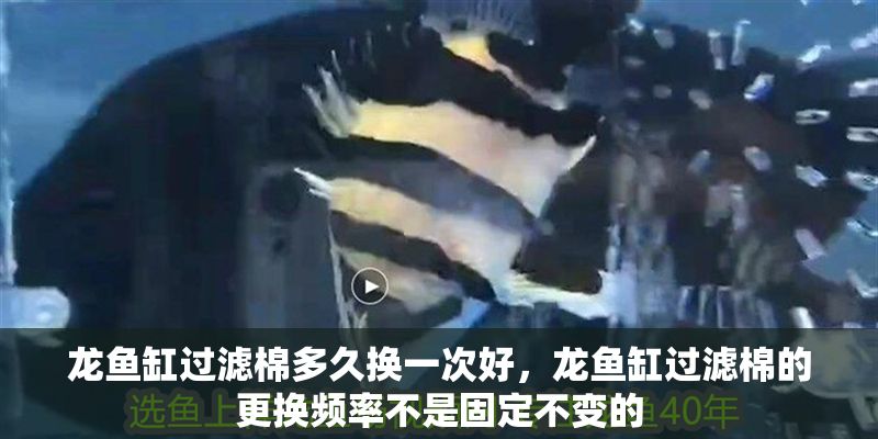 龍魚缸過濾棉多久換一次好，龍魚缸過濾棉的更換頻率不是固定不變的