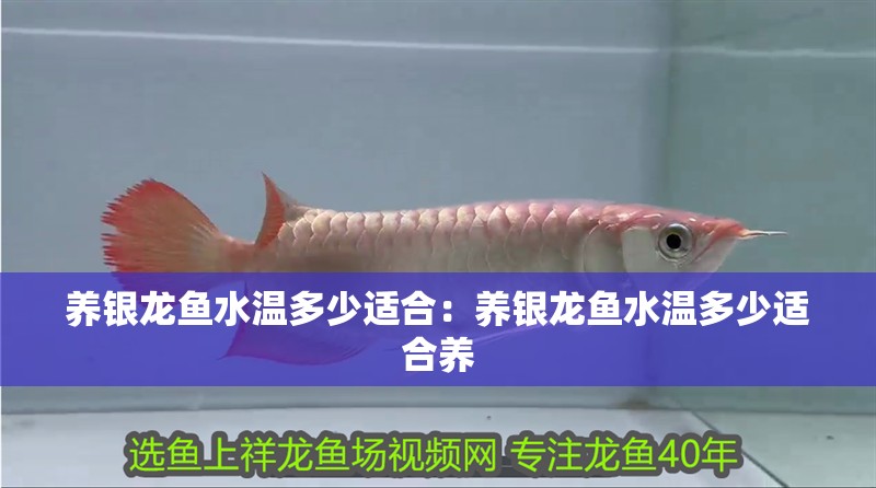 養(yǎng)銀龍魚水溫多少適合：養(yǎng)銀龍魚水溫多少適合養(yǎng)