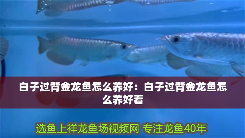 白子過背金龍魚怎么養好：白子過背金龍魚怎么養好看
