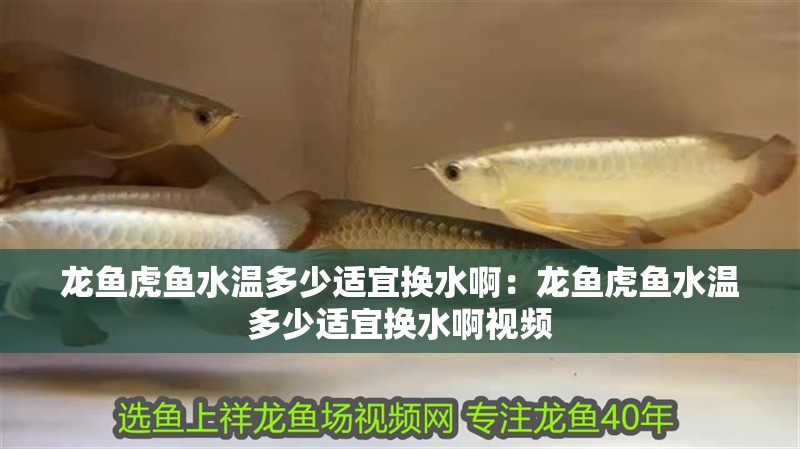 龍魚虎魚水溫多少適宜換水啊：龍魚虎魚水溫多少適宜換水啊視頻