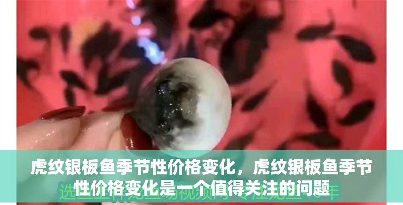 虎紋銀板魚季節性價格變化，虎紋銀板魚季節性價格變化是一個值得關注的問題