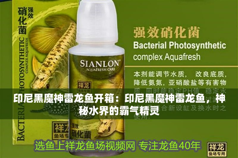 印尼黑魔神雷龍魚開箱：印尼黑魔神雷龍魚，神秘水界的霸氣精靈