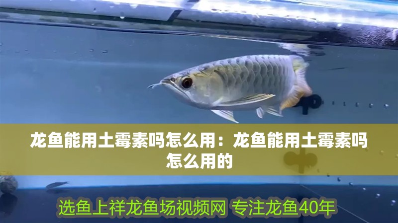 龍魚能用土霉素嗎怎么用：龍魚能用土霉素嗎怎么用的