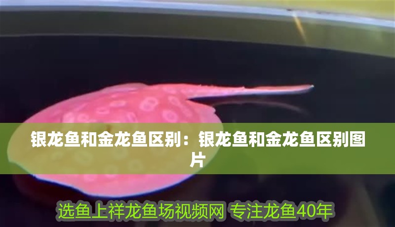 銀龍魚和金龍魚區別：銀龍魚和金龍魚區別圖片