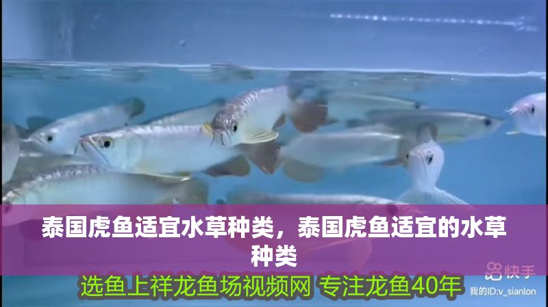 泰國虎魚適宜水草種類，泰國虎魚適宜的水草種類