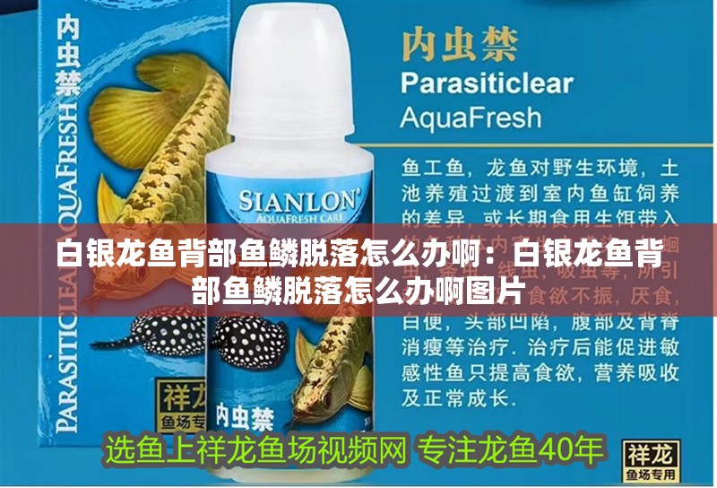 白銀龍魚背部魚鱗脫落怎么辦啊：白銀龍魚背部魚鱗脫落怎么辦啊圖片