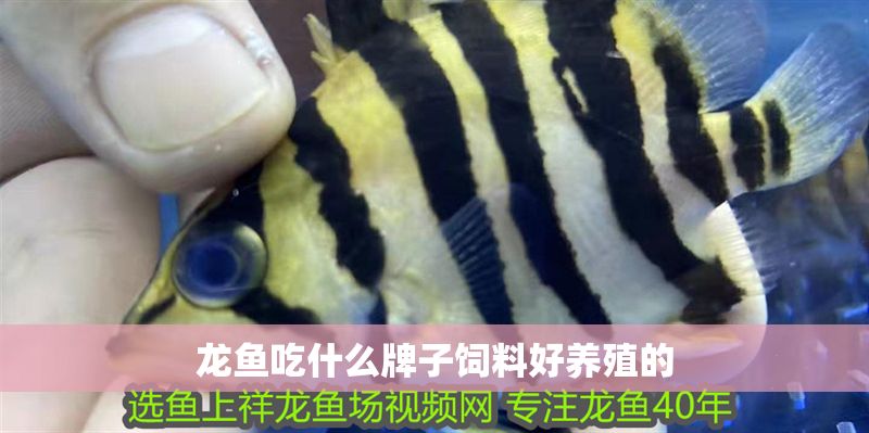 龍魚吃什么牌子飼料好養殖的