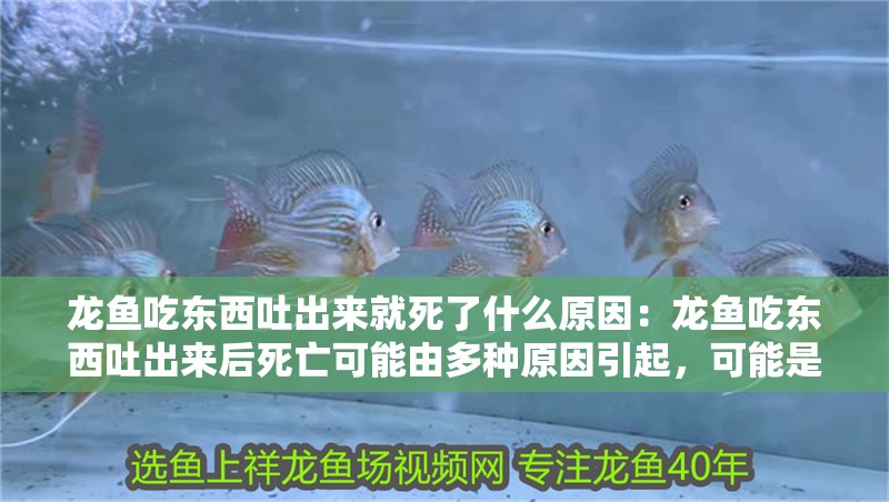 龍魚吃東西吐出來就死了什么原因：龍魚吃東西吐出來后死亡可能由多種原因引起，可能是多種原因引起