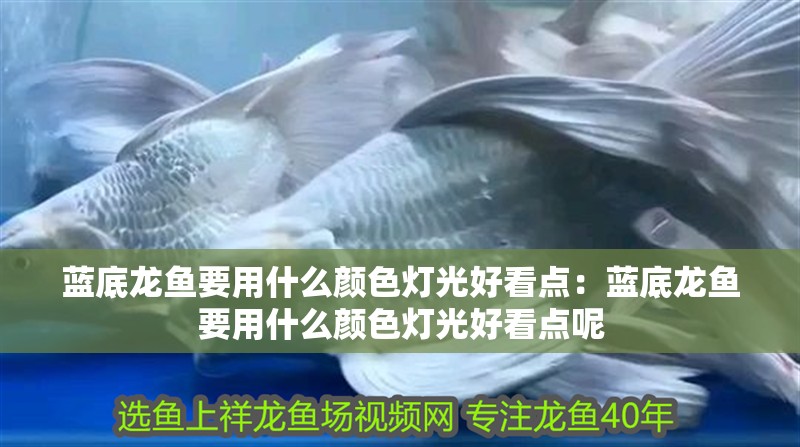 藍底龍魚要用什么顏色燈光好看點：藍底龍魚要用什么顏色燈光好看點呢