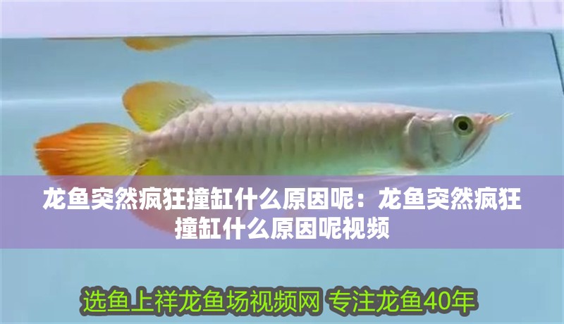 龍魚突然瘋狂撞缸什么原因呢：龍魚突然瘋狂撞缸什么原因呢視頻