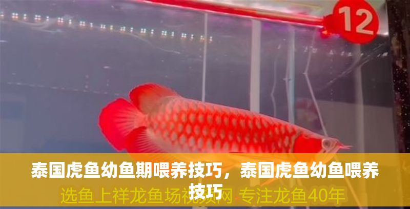 泰國虎魚幼魚期喂養技巧,泰國虎魚幼魚喂養技巧 虎魚百科 第2張 泰國虎魚幼魚期喂養技巧,泰國虎魚幼魚喂養技巧 泰國虎魚幼魚期喂養技巧,泰國虎魚幼魚喂養技巧 虎魚百科 第2張