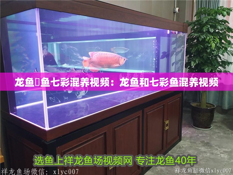 龍魚魟魚七彩混養視頻：龍魚和七彩魚混養視頻