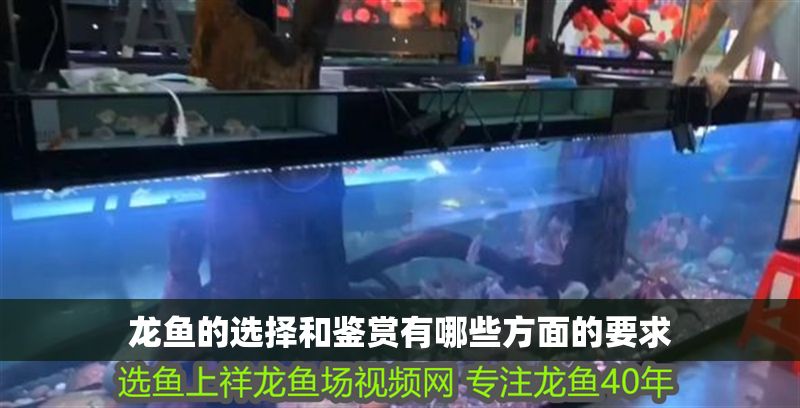 龍魚的選擇和鑒賞有哪些方面的要求