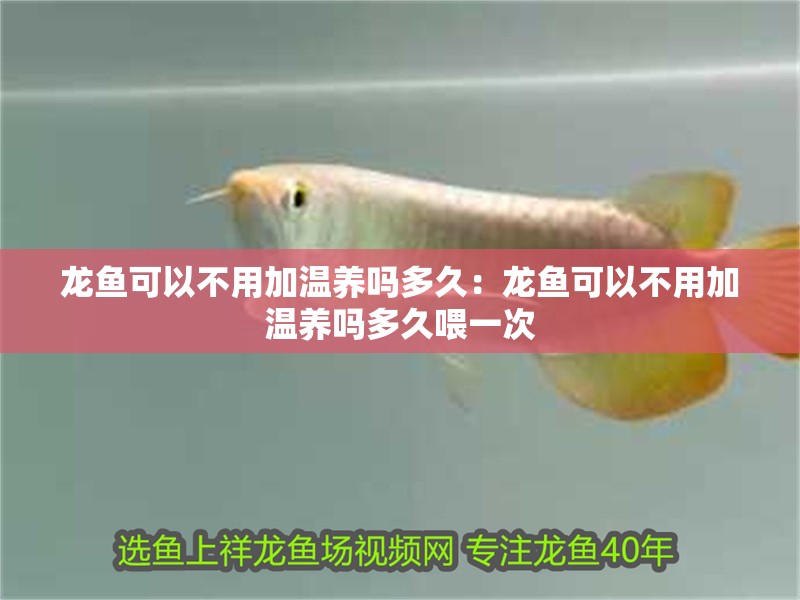 龍魚可以不用加溫養嗎多久：龍魚可以不用加溫養嗎多久喂一次