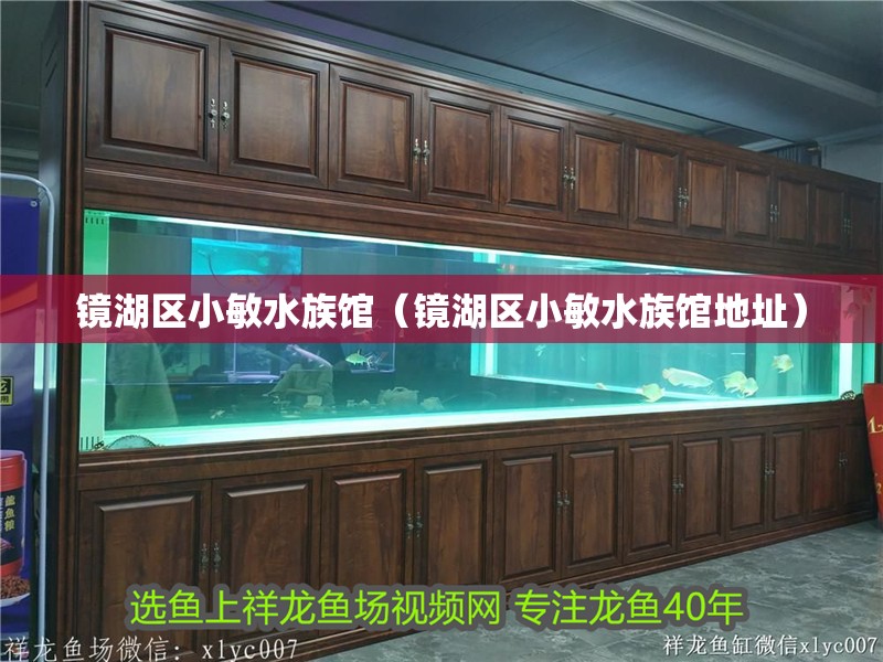 鏡湖區小敏水族館（鏡湖區小敏水族館地址）