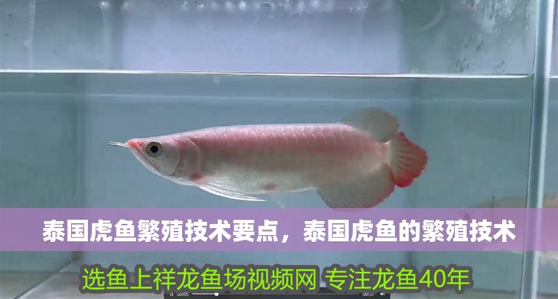 泰國虎魚繁殖技術要點，泰國虎魚的繁殖技術