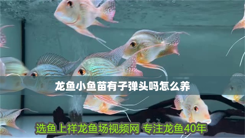 龍魚小魚苗有子彈頭嗎怎么養