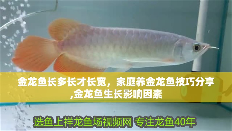 金龍魚長多長才長寬，家庭養(yǎng)金龍魚技巧分享,金龍魚生長影響因素