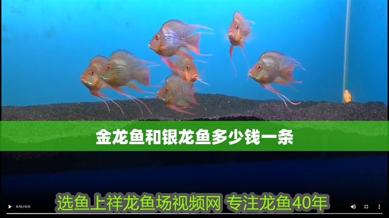 金龍魚(yú)和銀龍魚(yú)多少錢(qián)一條