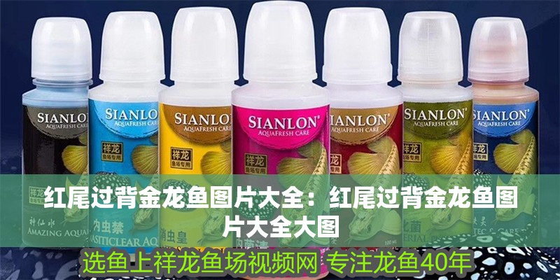 紅尾過背金龍魚圖片大全：紅尾過背金龍魚圖片大全大圖