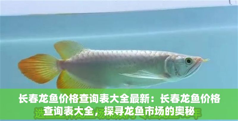 長(zhǎng)春龍魚價(jià)格查詢表大全最新：長(zhǎng)春龍魚價(jià)格查詢表大全，探尋龍魚市場(chǎng)的奧秘