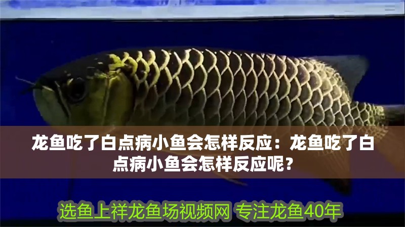 龍魚(yú)吃了白點(diǎn)病小魚(yú)會(huì)怎樣反應(yīng)：龍魚(yú)吃了白點(diǎn)病小魚(yú)會(huì)怎樣反應(yīng)呢？