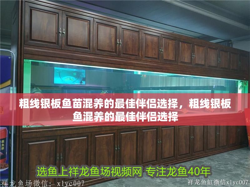 粗線銀板魚苗混養的最佳伴侶選擇，粗線銀板魚混養的最佳伴侶選擇 粗線銀板魚苗混養的最佳伴侶選擇，粗線銀板魚混養的最佳伴侶選擇 虎魚百科 第1張