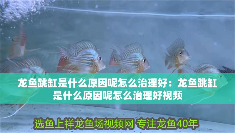 龍魚跳缸是什么原因呢怎么治理好：龍魚跳缸是什么原因呢怎么治理好視頻