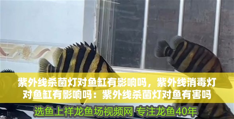 紫外線殺菌燈對(duì)魚(yú)缸有影響嗎，紫外線消毒燈對(duì)魚(yú)缸有影響嗎：紫外線殺菌燈對(duì)魚(yú)有害嗎