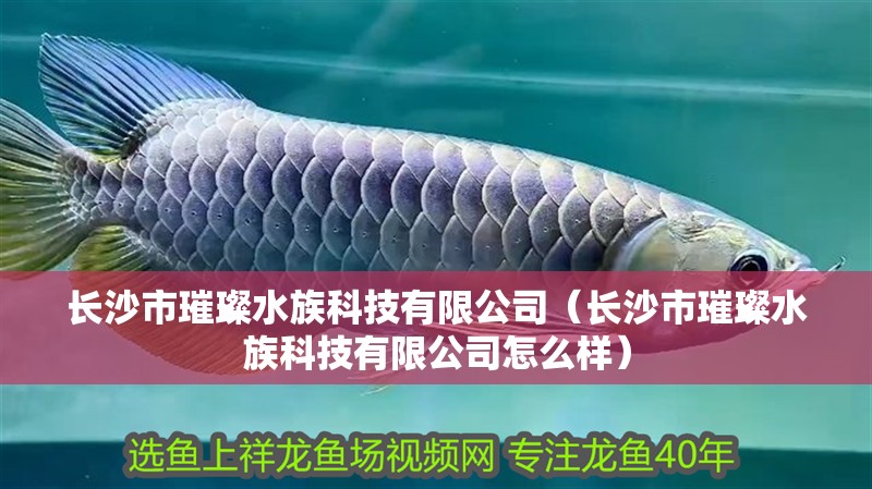 長沙市璀璨水族科技有限公司（長沙市璀璨水族科技有限公司怎么樣）