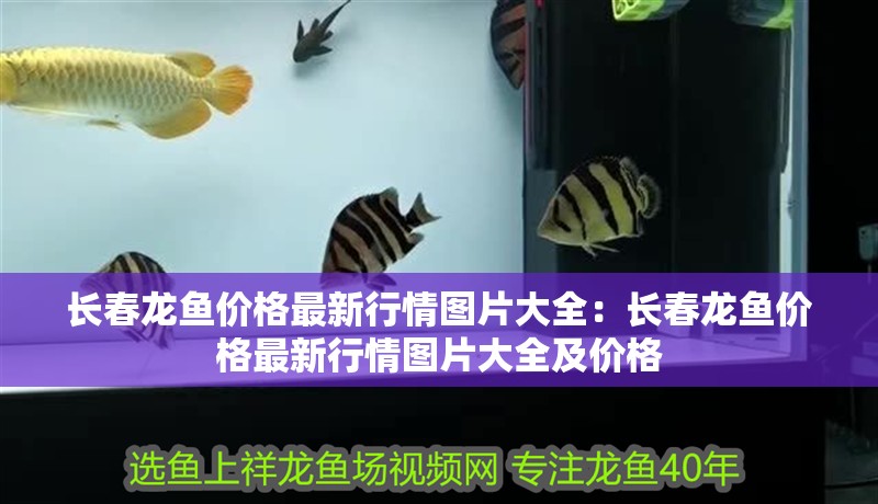 長春龍魚價(jià)格最新行情圖片大全：長春龍魚價(jià)格最新行情圖片大全及價(jià)格