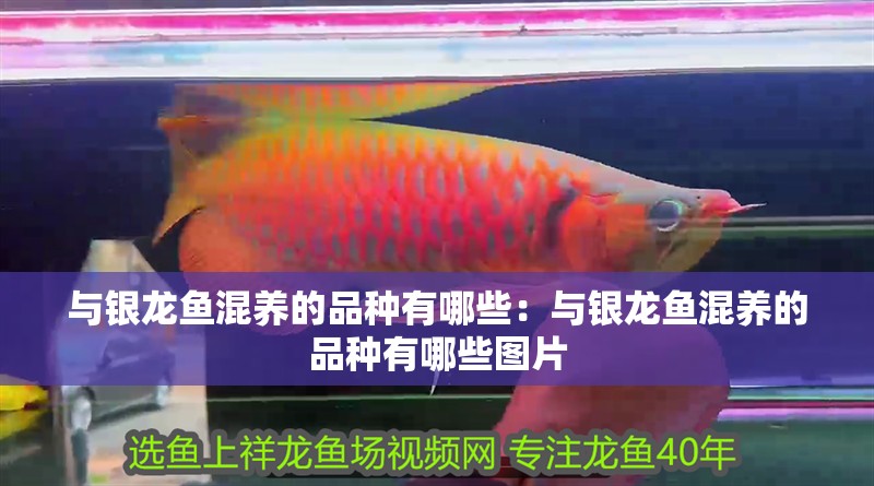 與銀龍魚混養(yǎng)的品種有哪些：與銀龍魚混養(yǎng)的品種有哪些圖片