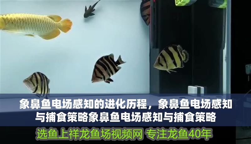 象鼻魚電場感知的進化歷程，象鼻魚電場感知與捕食策略象鼻魚電場感知與捕食策略