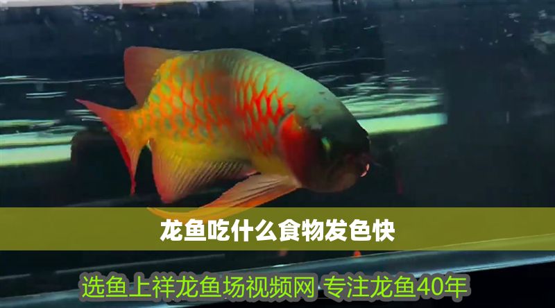 龍魚吃什么食物發色快