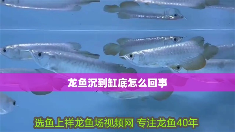 龍魚沉到缸底怎么回事