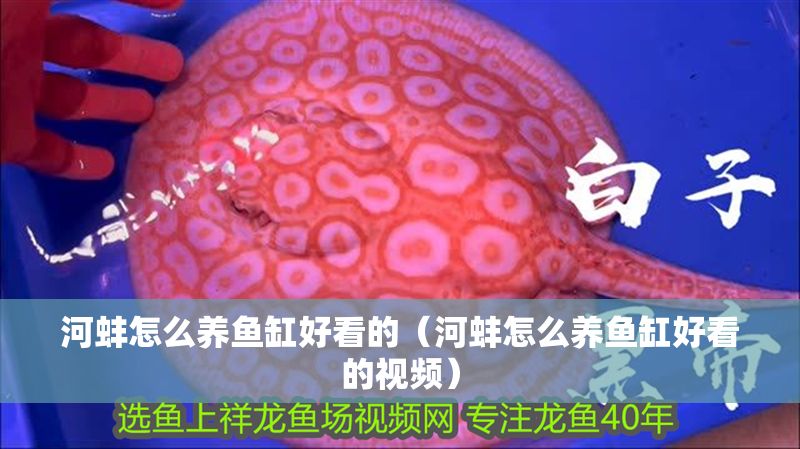 河蚌怎么養魚缸好看的（河蚌怎么養魚缸好看的視頻）