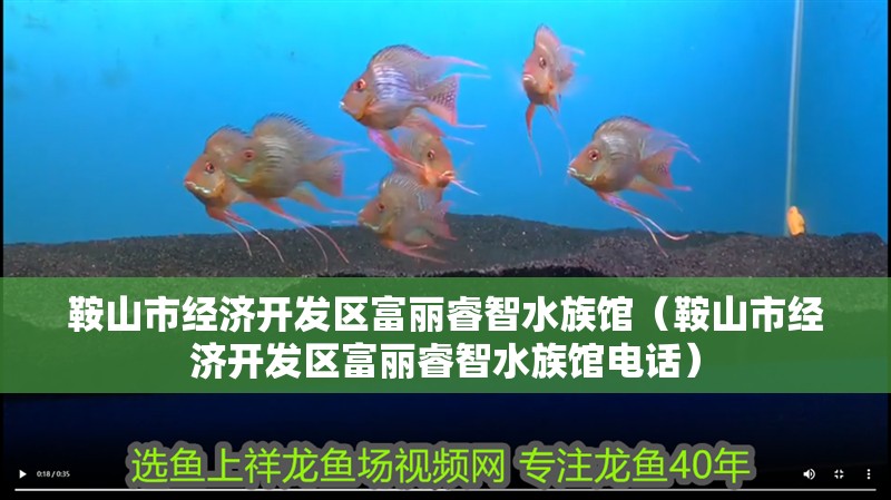 鞍山市經濟開發區富麗睿智水族館（鞍山市經濟開發區富麗睿智水族館電話）