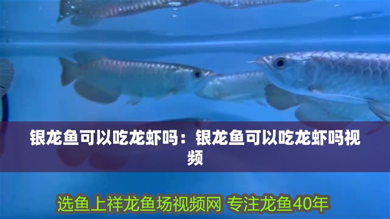 銀龍魚可以吃龍蝦嗎：銀龍魚可以吃龍蝦嗎視頻