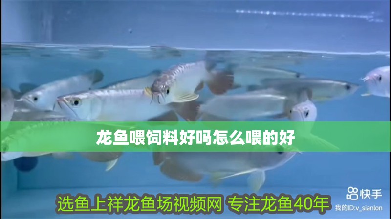 龍魚喂飼料好嗎怎么喂的好