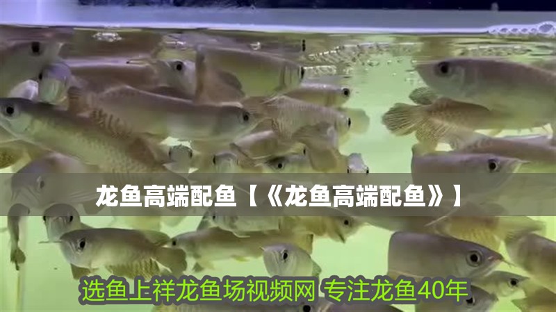 龍魚高端配魚【《龍魚高端配魚》】