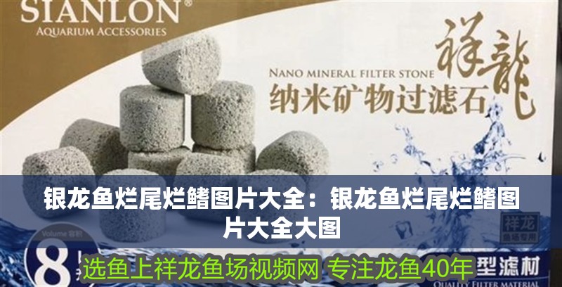 銀龍魚爛尾爛鰭圖片大全：銀龍魚爛尾爛鰭圖片大全大圖