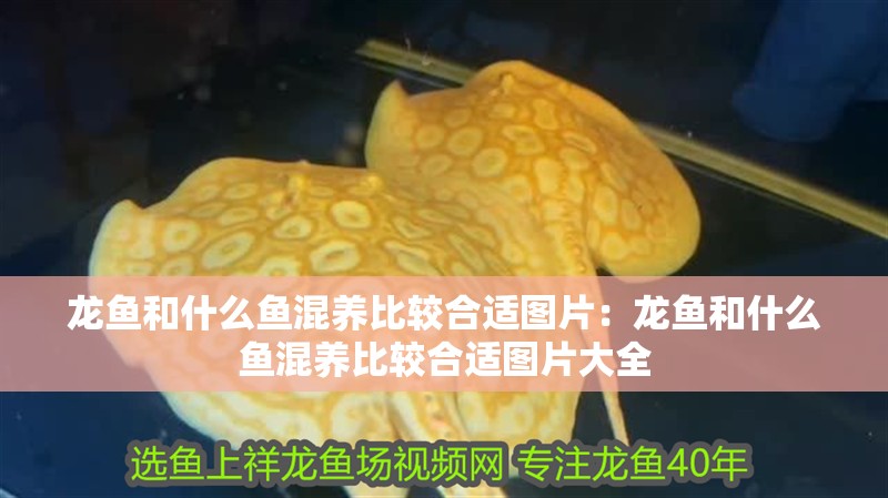 龍魚和什么魚混養(yǎng)比較合適圖片：龍魚和什么魚混養(yǎng)比較合適圖片大全