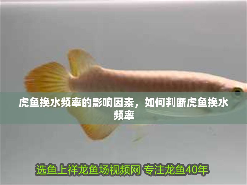 虎魚換水頻率的影響因素，如何判斷虎魚換水頻率