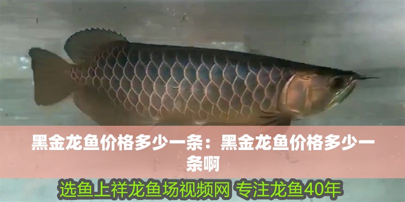 黑金龍魚價格多少一條：黑金龍魚價格多少一條啊