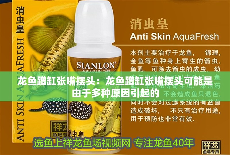 龍魚蹭缸張嘴擺頭：龍魚蹭缸張嘴擺頭可能是由于多種原因引起的